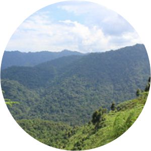 Bwindi Impenetrable Forest - Park in Uganda