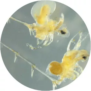 Bythotrephes longimanus - Animal