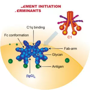 C1Q complex