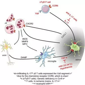 C-C chemokine receptor type 6