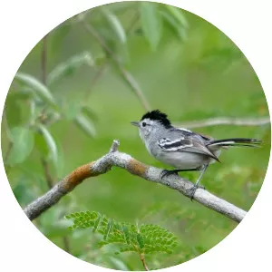 Caatinga antwren - Bird