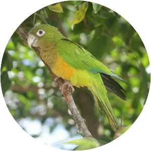 Caatinga parakeet