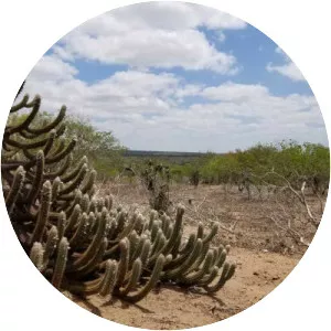 Caatinga - 