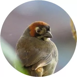 Cabanis's ground sparrow