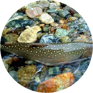 Cabinet Mountains Wilderness - 