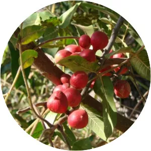 Cabralea canjerana - Plants