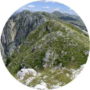 Čabulja
