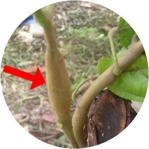 Cacao swollen shoot virus - 