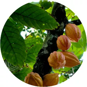 Cacao tree