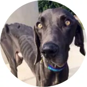 Cachorro Magro - Musical artist