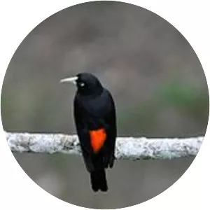 Cacicus microrhynchus - 