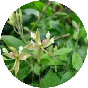 Cadaba fruticosa - Plants