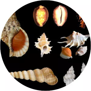 Caenogastropoda