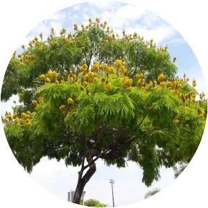 Caesalpinia pluviosa