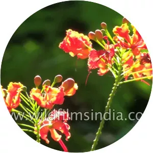 Caesalpinia
