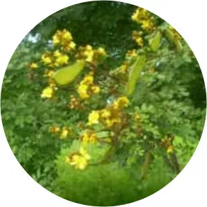 Caesalpinia pyramidalis - 