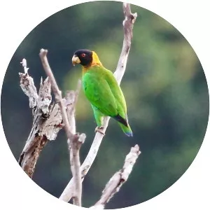 Caica parrot