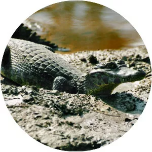 Caiman