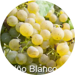 Caíño blanco - 