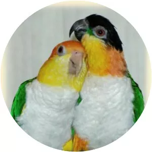 Caique - Brazilian footballer