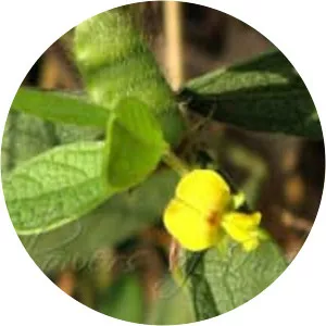 Cajanus scarabaeoides