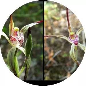 Caladenia abbreviata