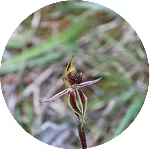 Caladenia actensis