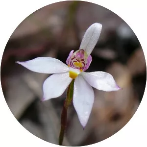 Caladenia alata - 