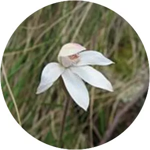 Caladenia alpina