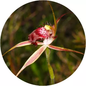 Caladenia ambusta