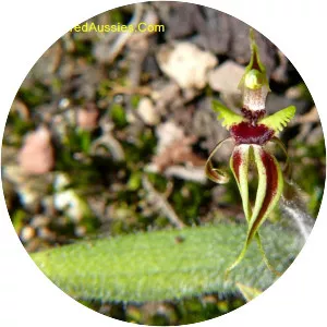 Caladenia amoena - 