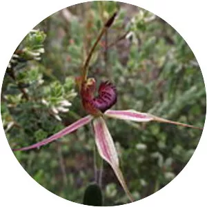 Caladenia ampla