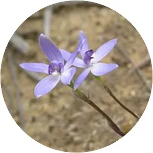 Caladenia amplexans