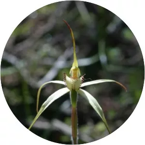 Caladenia arenaria