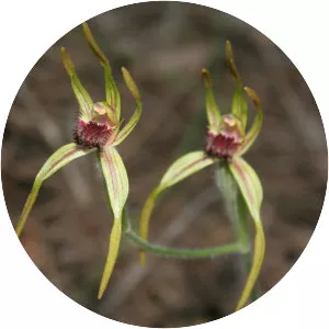 Caladenia arrecta - 