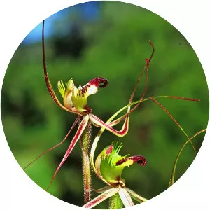Caladenia attingens subsp. attingens