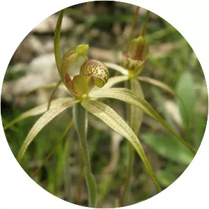 Caladenia audasii - 