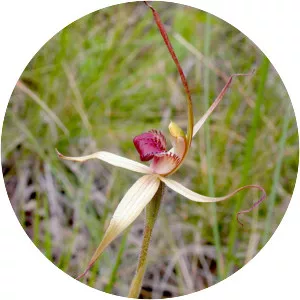 Caladenia australis - 