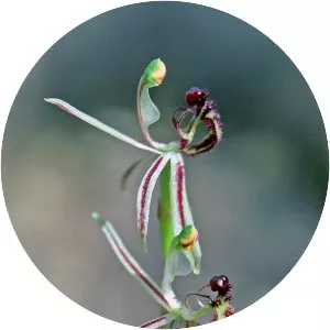 Caladenia barbarella