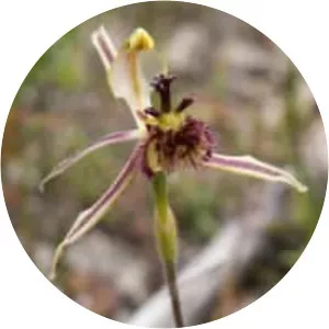 Caladenia barbarossa