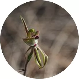 Caladenia brevisura