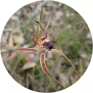 Caladenia brownii