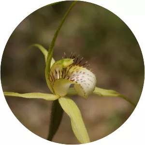Caladenia busselliana