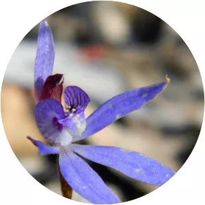 Caladenia caerulea - 