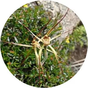 Caladenia caesarea subsp. maritima