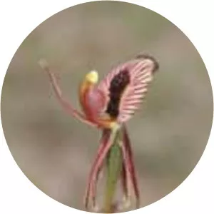 Caladenia cairnsiana