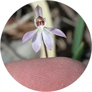 Caladenia carnea - 