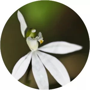 Caladenia catenata - 