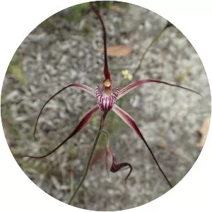 Caladenia chapmanii