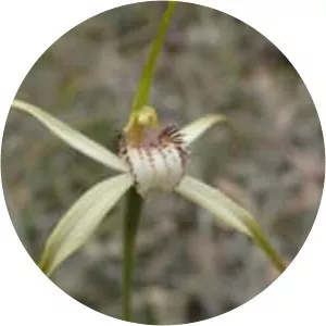 Caladenia christineae